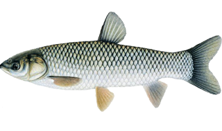 Живой амур опт